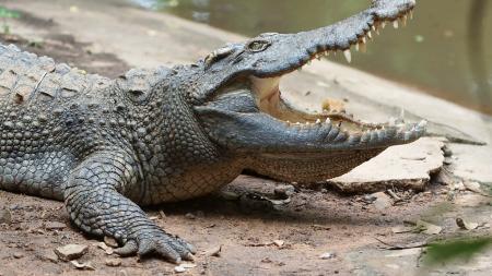 Close-up of Crocodile