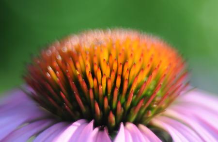 Pink coneflower closeup