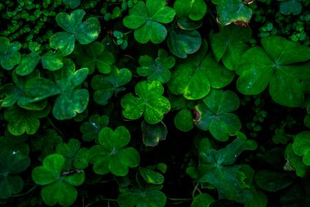 Closeup of leaves