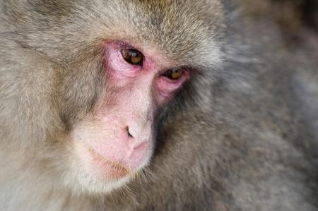 Close-up of Monkey