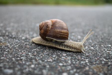 Closeup of snail on the street