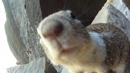 Close-up of Squirrel