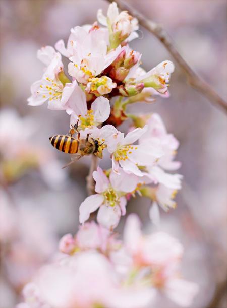 Closeup Photo of Honeybee Perched on Pink-and-white Cluster Flowers