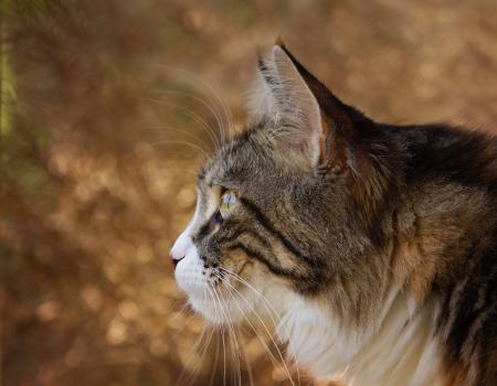 Closeup Photo of Lynx