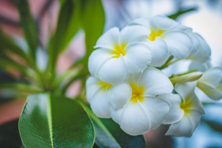 Closeup Photo of White Petaled Flowers