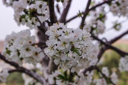 Closeup Photo of White Petaled Flowers