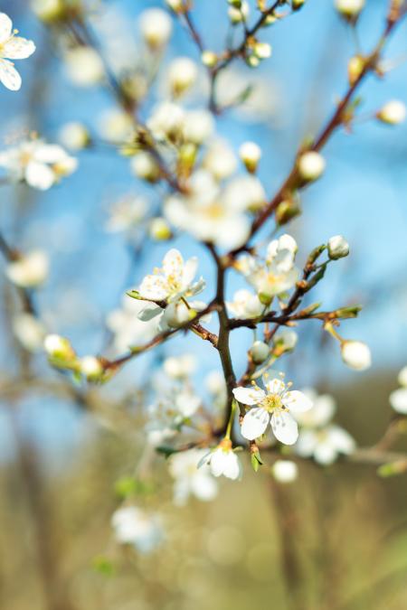 Closeup Photography Blooming Petaled Flower