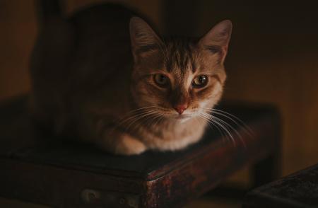 Close-Up Photography of a Cat Lying on Wooden Chair
