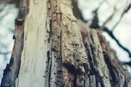 Closeup Photography of Bare Tree