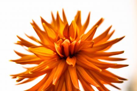 Closeup Photography of Orange Petaled Flowers