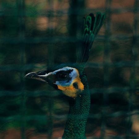 Closeup Photography of Peafowl