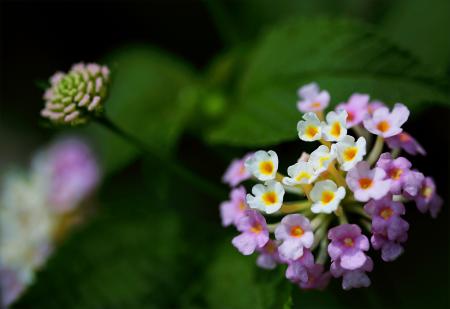 Closeup Photography of Purple and White Cluster Flowers