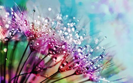 Closeup Photography of Purple Silk Flowers With Dewdrops