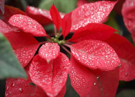 Closeup Photography Of Red Poinsettia With Water Droplets