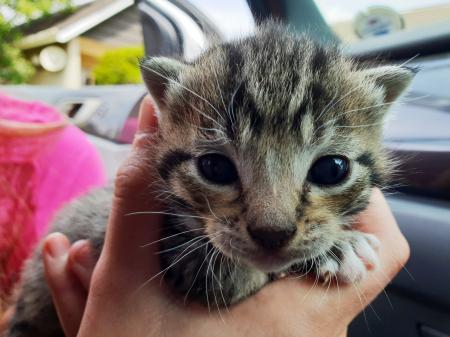 Closeup Photography of Short-fur Brown and Black Kitten