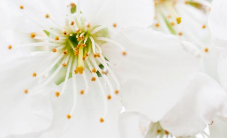 Closeup Photography of White Petaled Flowers