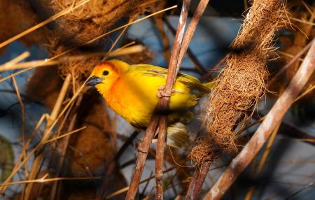 Closeup Photography of Yellow Bird Perched