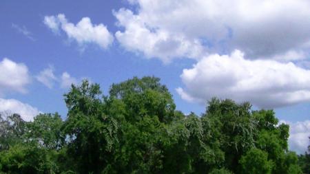Cloud and tree