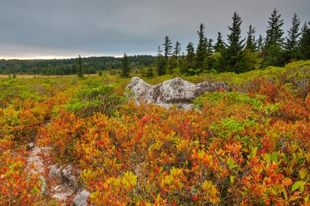 Cloudy Dolly Sods Sunset - HDR