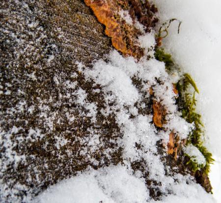 Clouseup of bark in winter