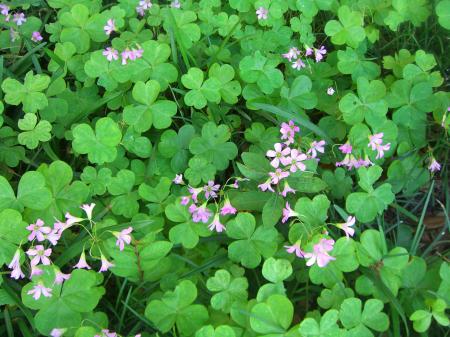 Clover Blooming