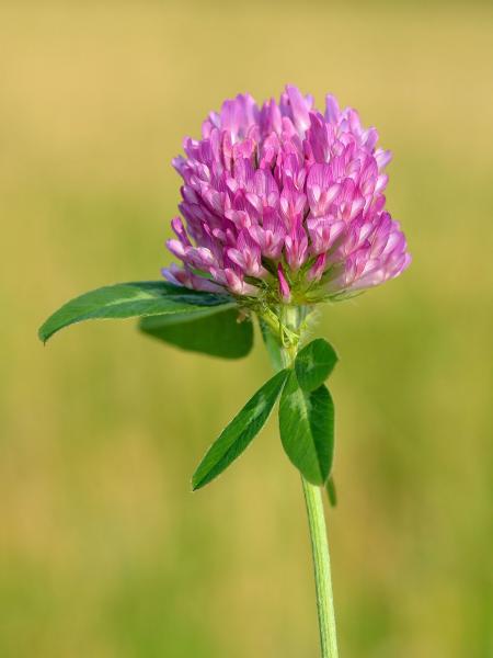 Clover Flower