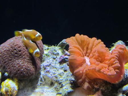 Clown Fish