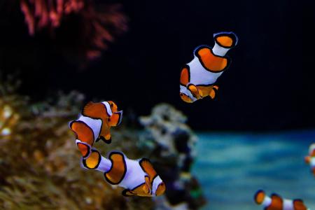 Clown Fish Swimming