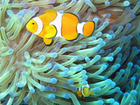 Clownfish