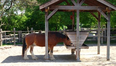 Clydesdale Farm