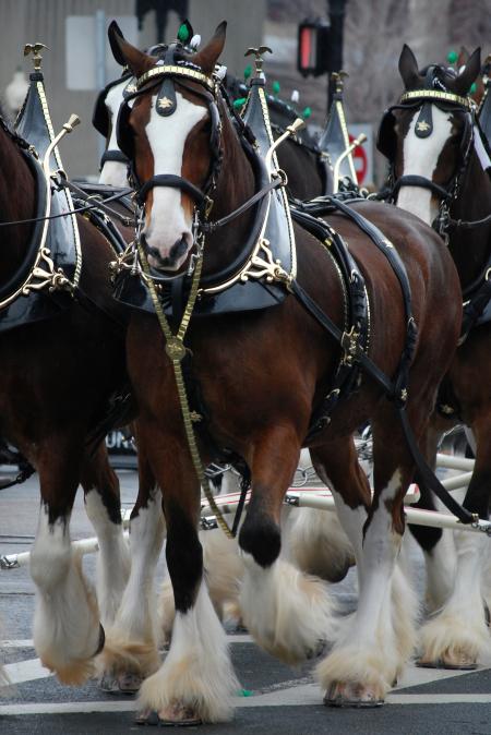 Wild Clydesdales