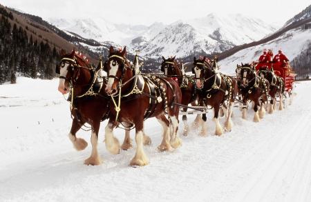 Clydesdales Farm