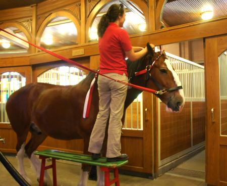 Clydesdale Farm