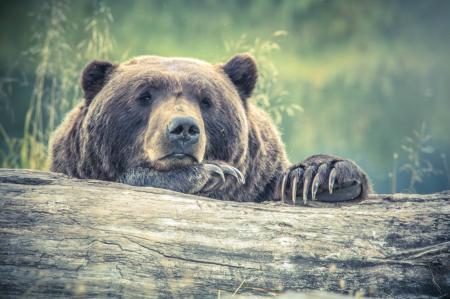 Coastal Brown Bear