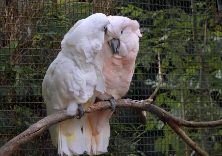 Cockatoos in the Park