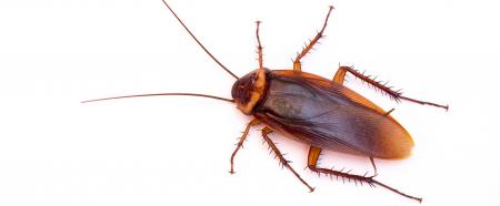 cockroach