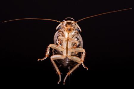Cockroach