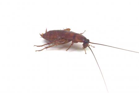 Cockroach