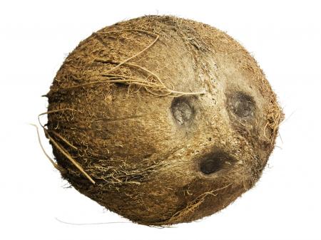 coconut
