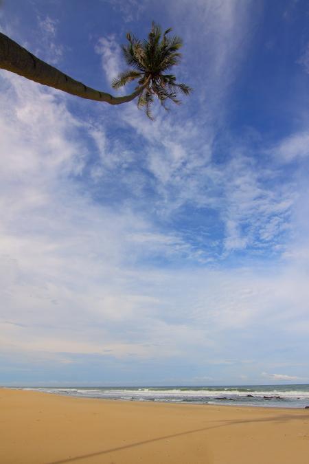 Coconut Palm Tree Near Seawater Waving on Sand Under Blue Sky and White Clouds during Daytime