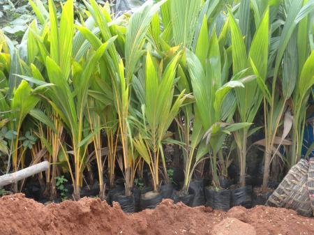 Coconut seedling