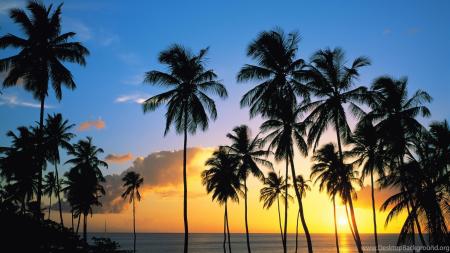 Coconut Tree Background