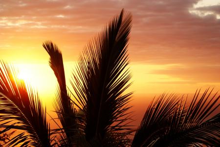 Coconut Tree during Sunset