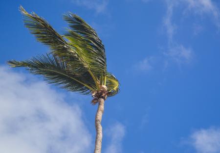 Coconut Tree Under White Clouds at Daytime