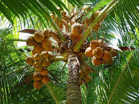 Coconuts on the Tree