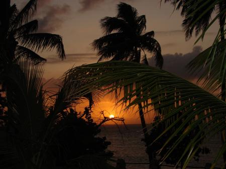 CoconutTree Besides Body of Water during Sunset