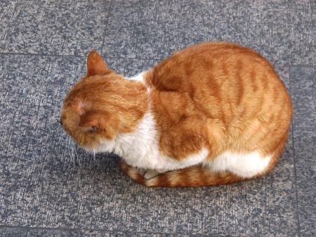 Coiled Cat on Street