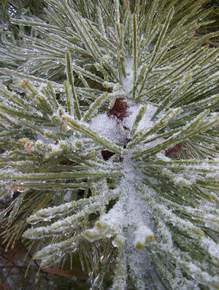 Cold pine