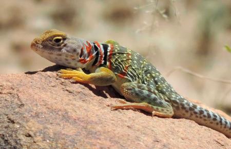 Collared Lizard