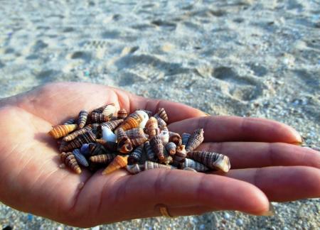 Collecting Shells on the Beach